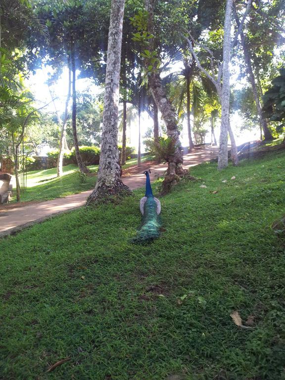 Palace Mirissa Bagian luar foto